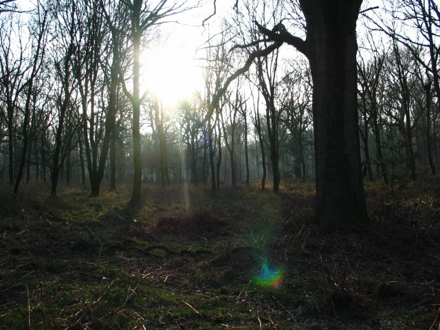 Woods at sunset